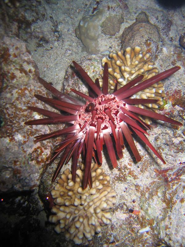 Sea Urchins - Slate-pencil sea urchin