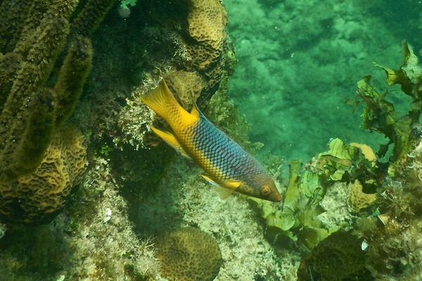 Hogfish - Spanish Hogfish