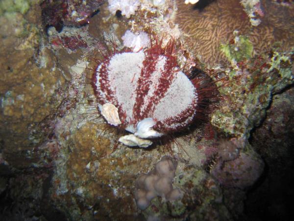 Sea Urchins - Parson's hat sea urchin