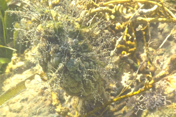 Sertulariidae - Algae Hydroid