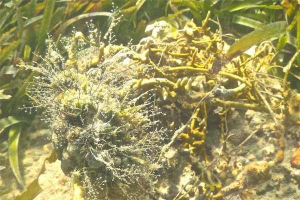 Sertulariidae - Algae Hydroid