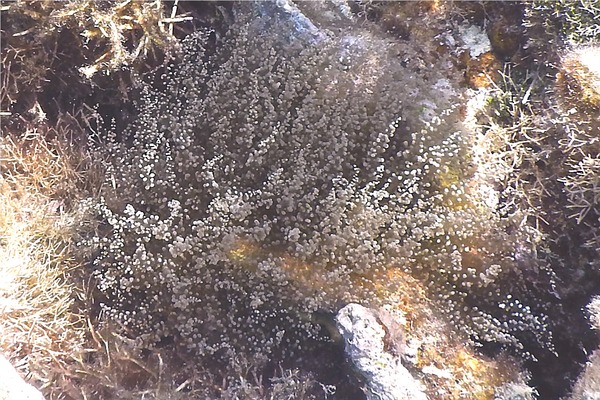 Anemones - Knobby Sea Anemone
