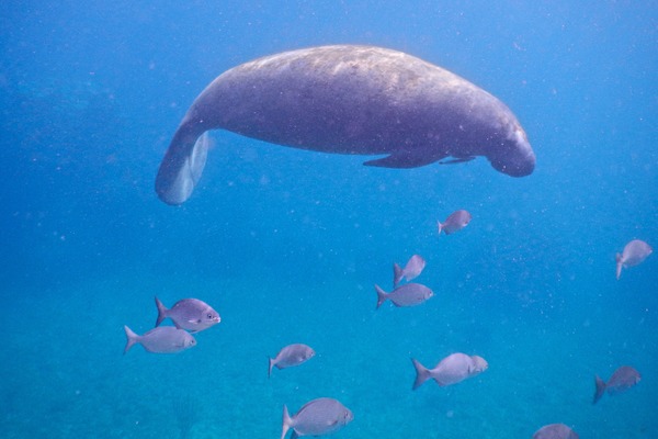 Trichechidae - West Indian Manatee