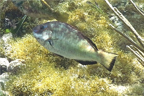 Parrotfish - Bucktooth Parrotfish