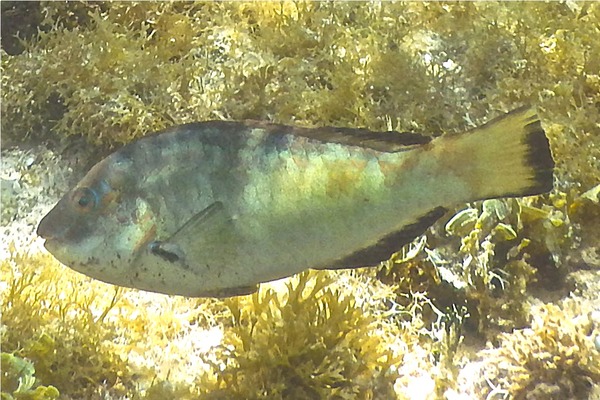 Parrotfish - Bucktooth Parrotfish