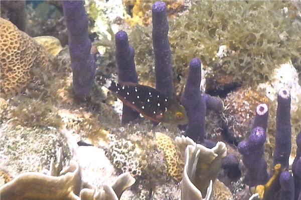 Parrotfish - Stoplight Parrotfish