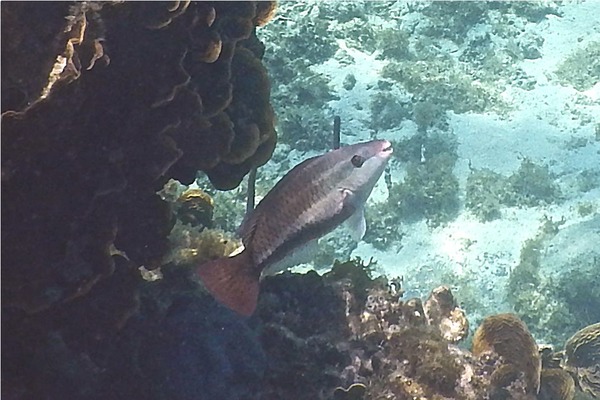 Parrotfish - Queen Parrotfish