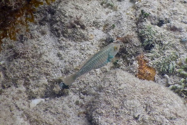 Parrotfish - Bucktooth Parrotfish