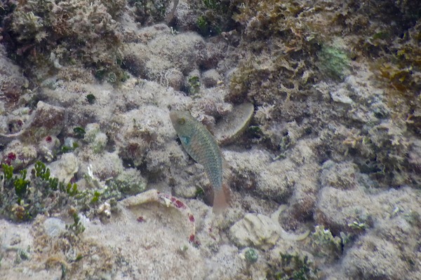 Parrotfish - Bucktooth Parrotfish