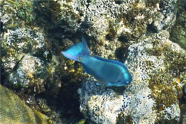 Parrotfish - Queen Parrotfish