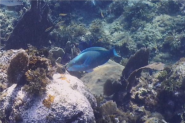 Parrotfish - Queen Parrotfish