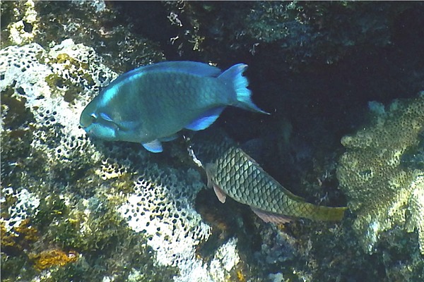 Parrotfish - Queen Parrotfish