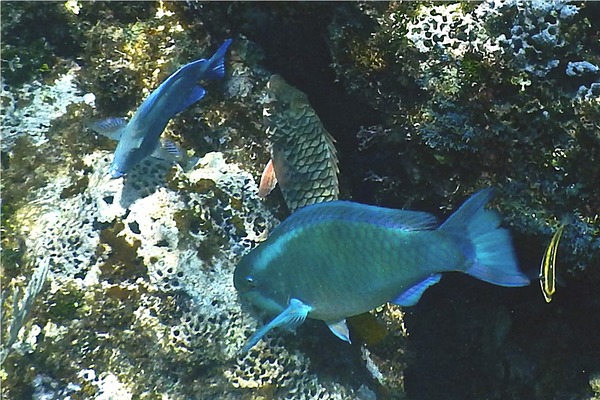 Parrotfish - Queen Parrotfish