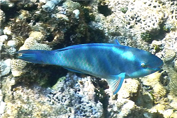 Parrotfish - Queen Parrotfish