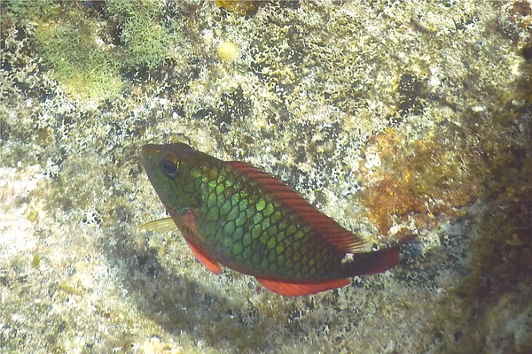 Parrotfish - Redband Parrotfish