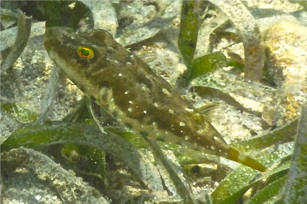 Pufferfish - Bandtail Puffer