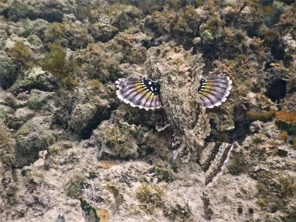 Scorpionfish - Spotted Scorpionfish