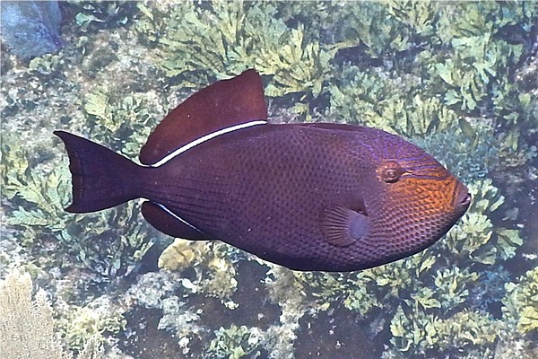 Triggerfish - Black Durgon