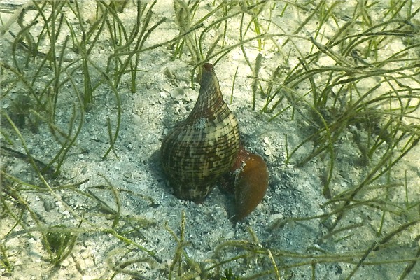 Sea Snails - Tulip Snail