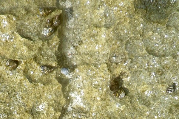Sea Snails - Bahamas Periwinkle