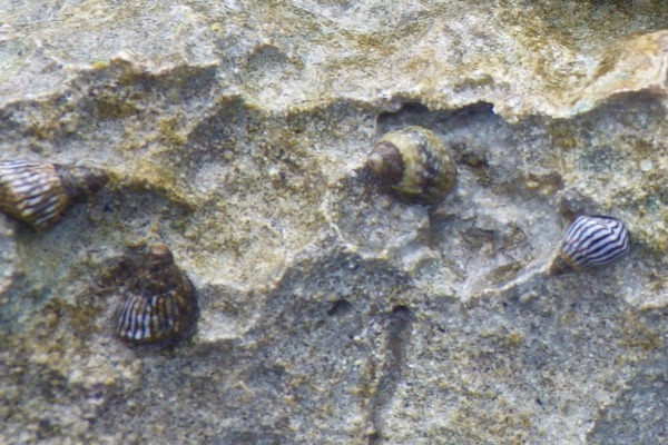 Sea Snails - Bahamas Periwinkle