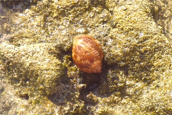 Sea Snails - Channeled Turban