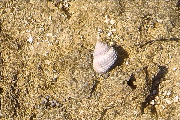 Sea Snails - Chestnut Turbo Snail
