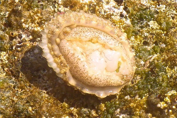 Limpets - Lister's Keyhole Limpet