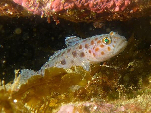 Gobies - Leopard-spotted goby