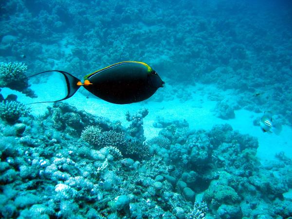 Surgeonfish - Elegant Unicornfish