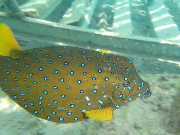 Trunkfish - Yellow Boxfish