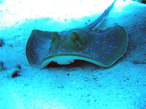 Stingrays - Blue Spotted Stingray