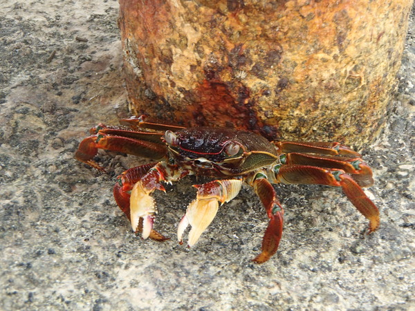 Crabs - Red Sea Crab