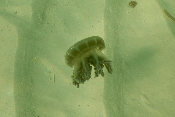 Jellyfish - Mangrove Upside-down Jellyfish