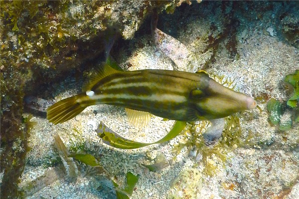 Filefish - Orangespotted Filefish