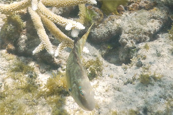 Parrotfish - Bucktooth Parrotfish