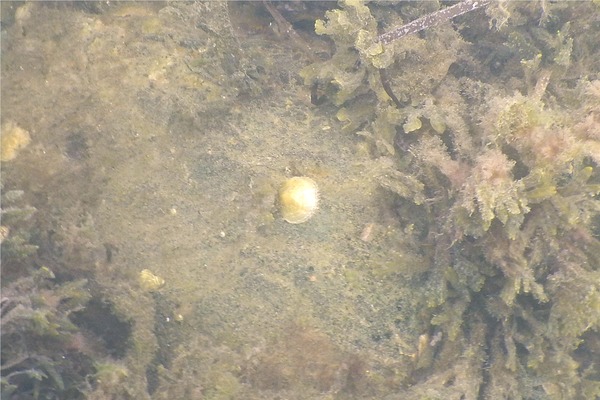 Bivalve Mollusc - Common Jingle Shell