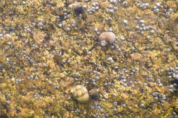 Sea Snails - Common Periwinkle
