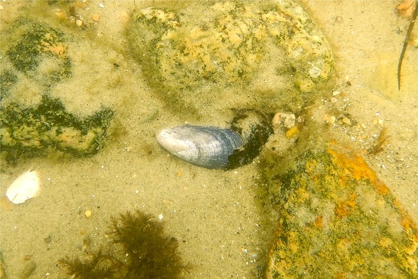 Bivalve Mollusc - Blue Mussel