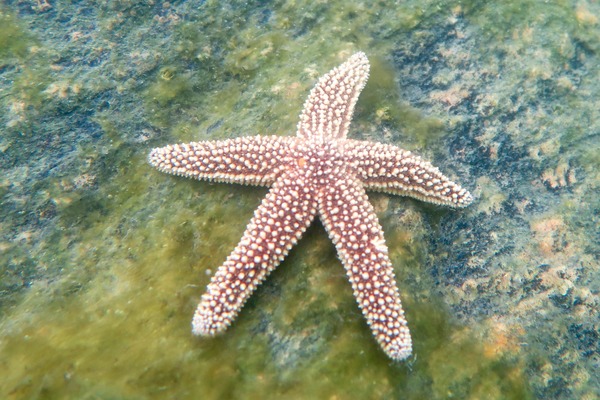 Starfish - Forbes Sea Star