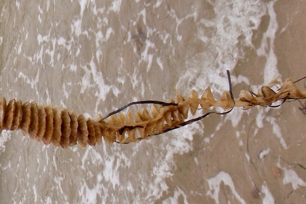 Sea Snails - Channeled Whelk
