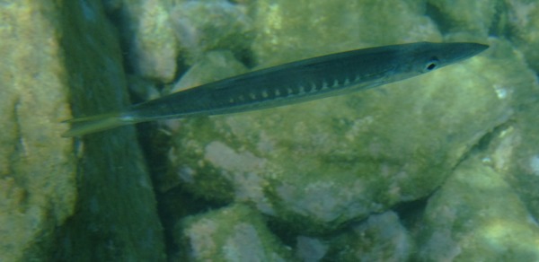Barracuda - Striped Barracuda