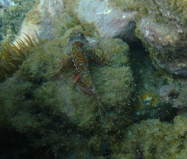 Scorpionfish - Sea Scorpion