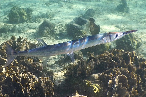 Needlefish - Houndfish