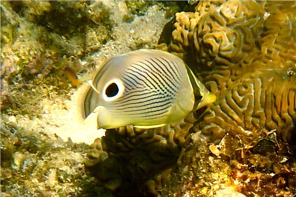 Butterflyfish - Foureye Butterflyfish