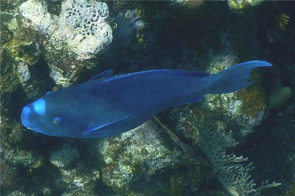 Parrotfish - Blue Parrotfish