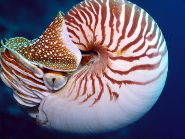 Nautilidae - Chambered Nautilus