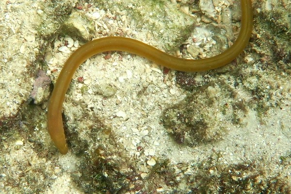 Snake Eels - Key Worm Eel