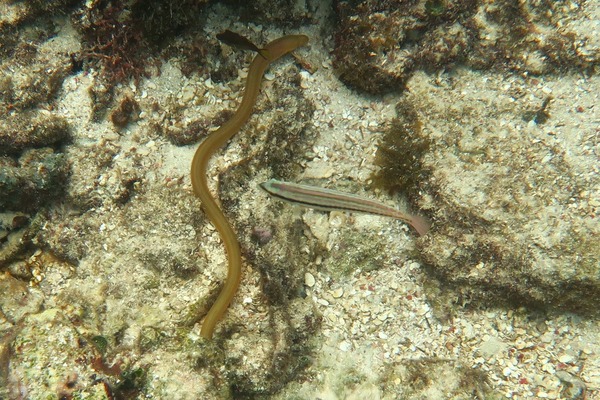 Snake Eels - Key Worm Eel