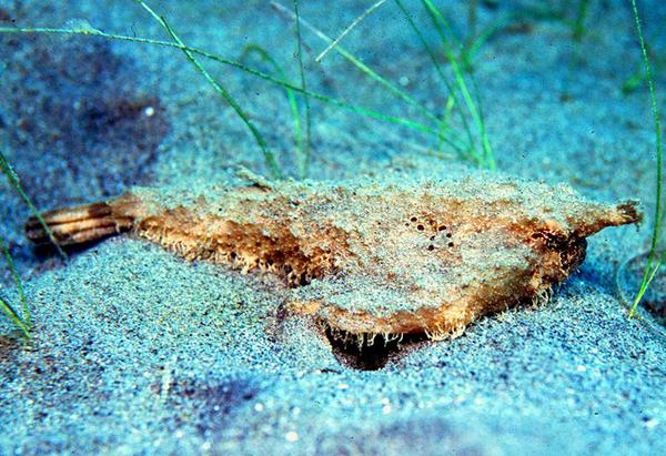 Batfish - Short-nosed Batfish